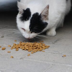 Cat Food